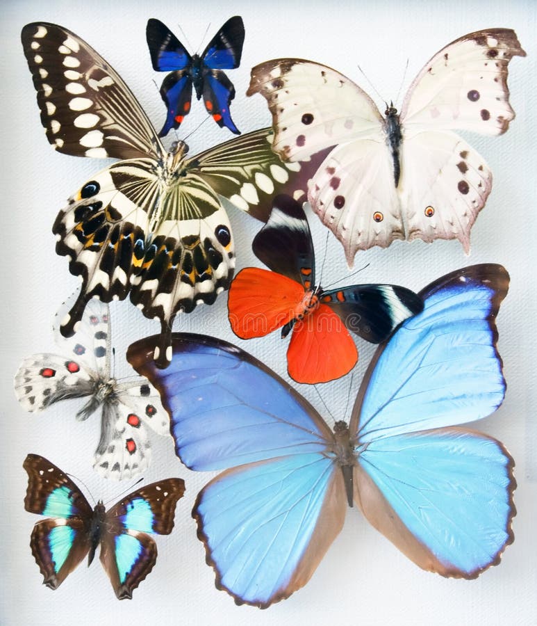 Grupo de mariposas foto de archivo.