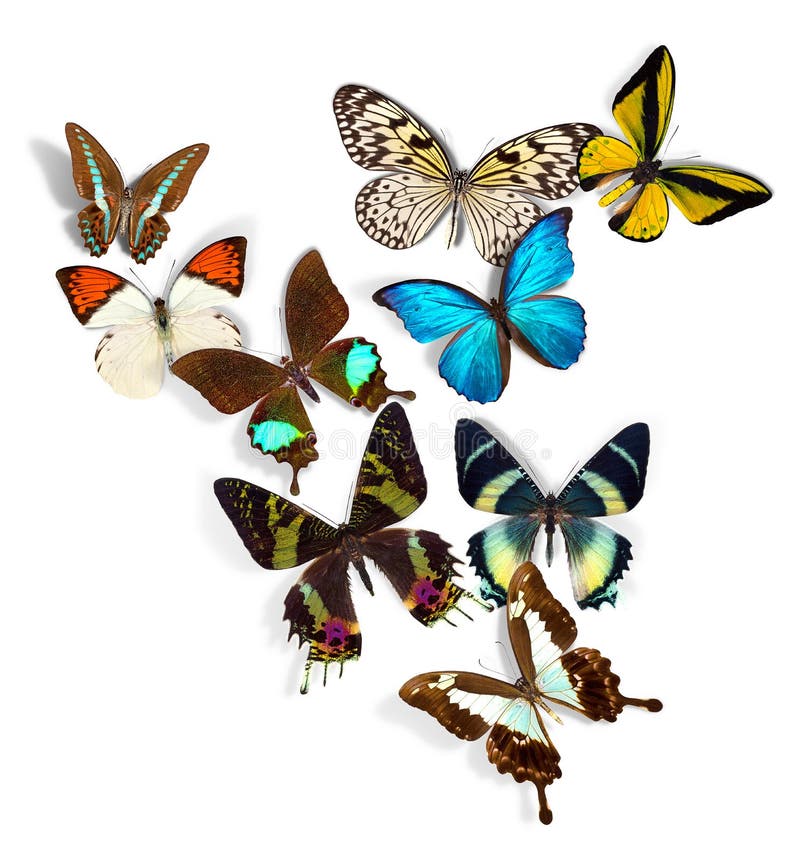 Grupo de mariposas foto de archivo.