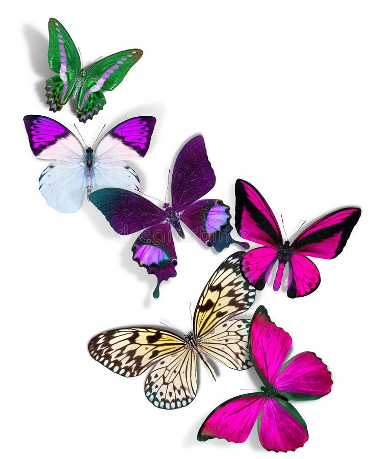 Grupo De Mariposas Ilustraciones Stock, Vectores,
