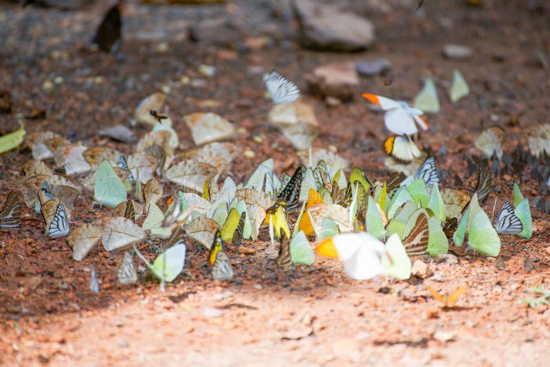Grupo De Mariposas En La Tierra