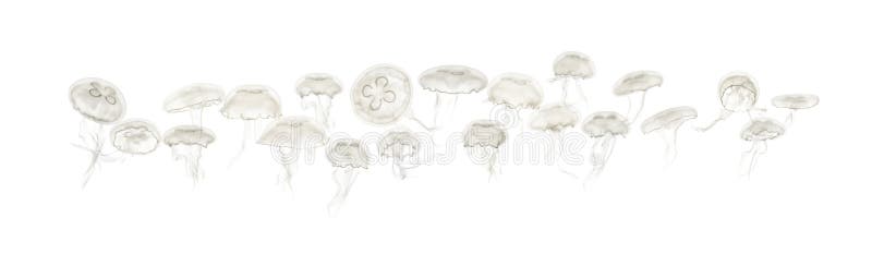 Group of Aurelia aurita jellyfish against white background isolated on white. Group of Aurelia aurita jellyfish against white background isolated on white