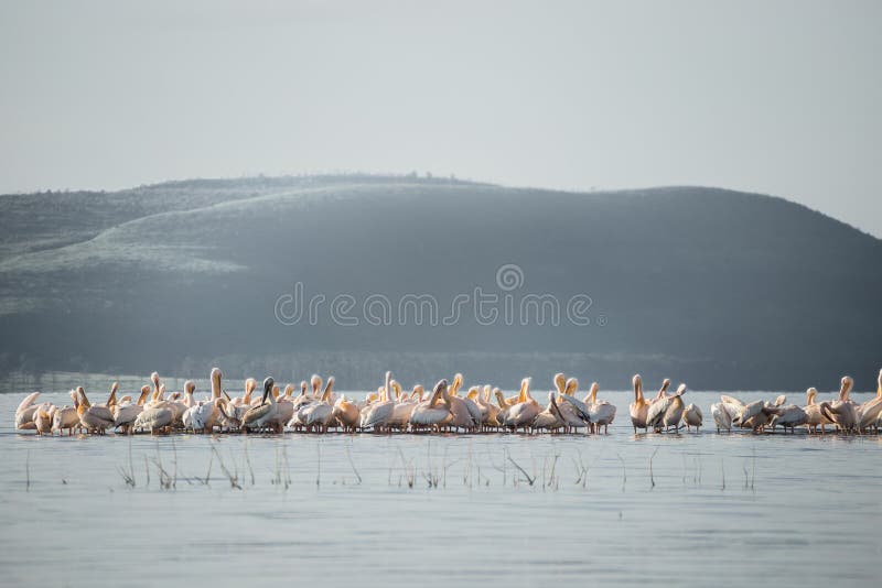 Grupo de NakuruBig de flamingos e de pelicanos, lago (Kenya) foto de stock royalty free Grupo de NakuruBig de flamingos e de pelicanos, lago (Kenya) foto de stock royalty free