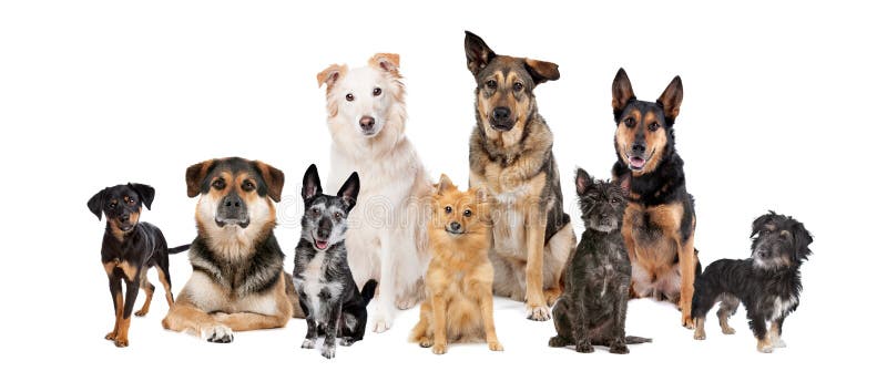 Grupo de nove cães de raça mista