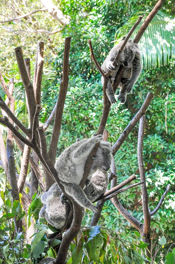 Grupo de osos de koala que duermen en árboles foto de archivo libre de regalías Grupo de osos de koala que duermen en árboles foto de archivo libre de regalías