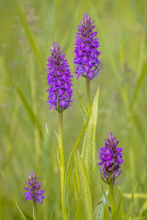 Grupo de paternidade de semelhança ocidental de Marsh Orchid fotografia de stock royalty free Grupo de paternidade de semelhança ocidental de Marsh Orchid fotografia de stock royalty free