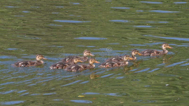 Grupo de pequeños patos del pato silvestre que nadan en el lago fotografía de archivo libre de regalías Grupo de pequeños patos del pato silvestre que nadan en el lago fotografía de archivo libre de regalías