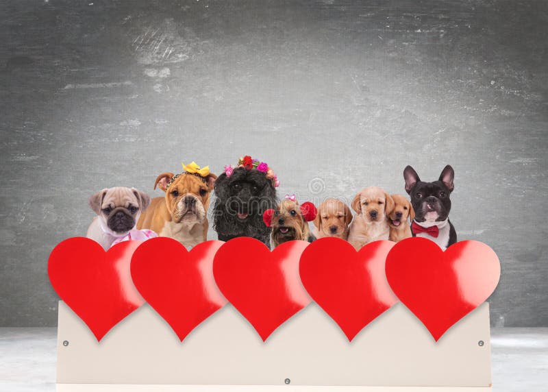 Grupo de perros adorables que celebran día del ` s de la tarjeta del día de San Valentín