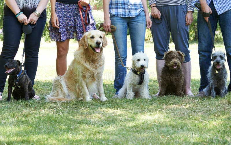 Grupo de perros con los dueños en la clase de la obediencia imágenes de archivo libres de regalías