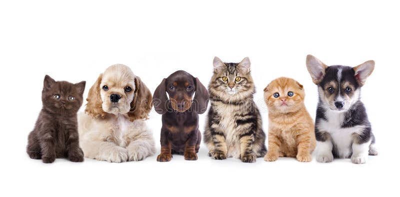 Group of dogs and kittens sitting in front of a white background. Group of dogs and kittens sitting in front of a white background