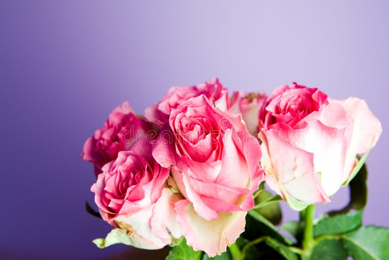 Grupo de rosas cor-de-rosa imagens de stock Grupo de rosas cor-de-rosa imagens de stock