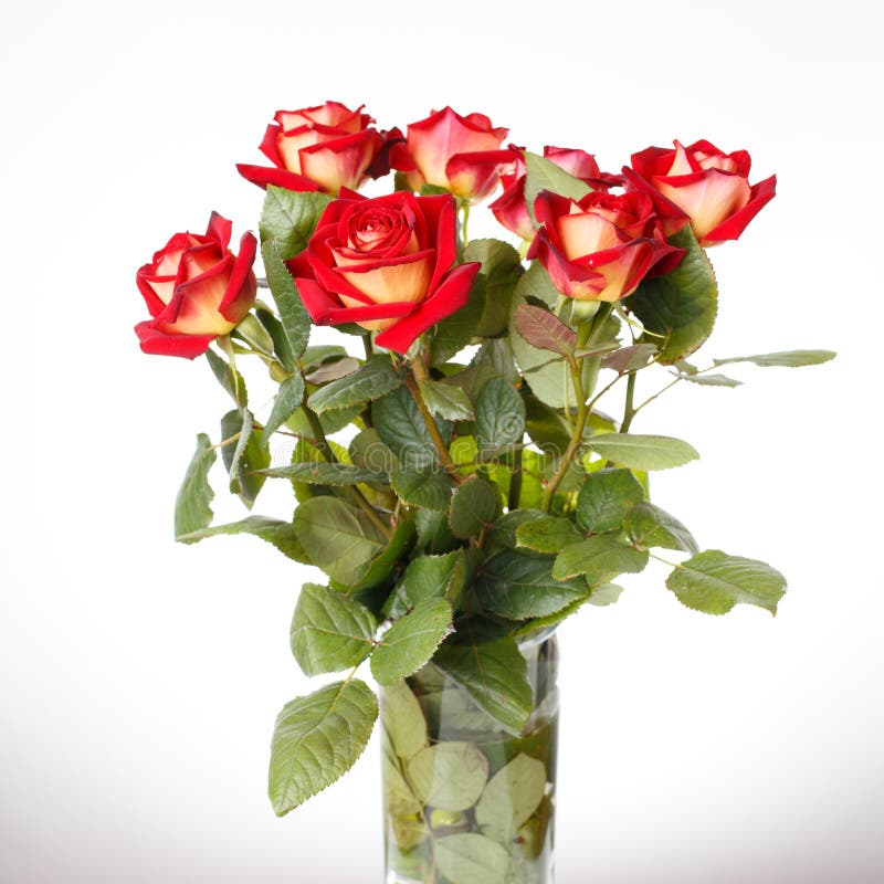 Grupo de rosas vermelhas no fundo branco imagens de stock Grupo de rosas vermelhas no fundo branco imagens de stock
