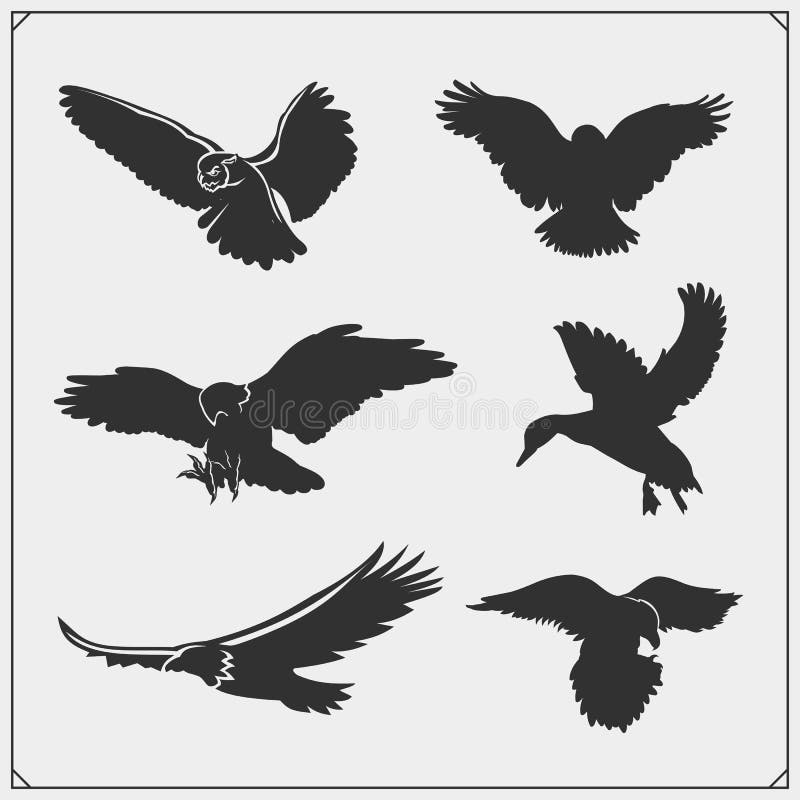 Grupo de silhuetas do pássaro Corvo, águia, coruja, falcão, falcão e pato Projeto da cópia para t-shirt ilustração stock Grupo de silhuetas do pássaro Corvo, águia, coruja, falcão, falcão e pato Projeto da cópia para t-shirt ilustração stock