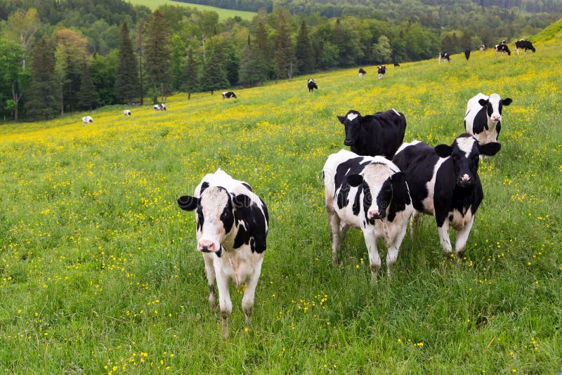 Grupo de situación blanco y negro curiosa de cinco vacas de Holstein que mira fijamente en un campo montañoso cubierto en wildflo imagen de archivo libre de regalías Grupo de situación blanco y negro curiosa de cinco vacas de Holstein que mira fijamente en un campo montañoso cubierto en wildflo imagen de archivo libre de regalías