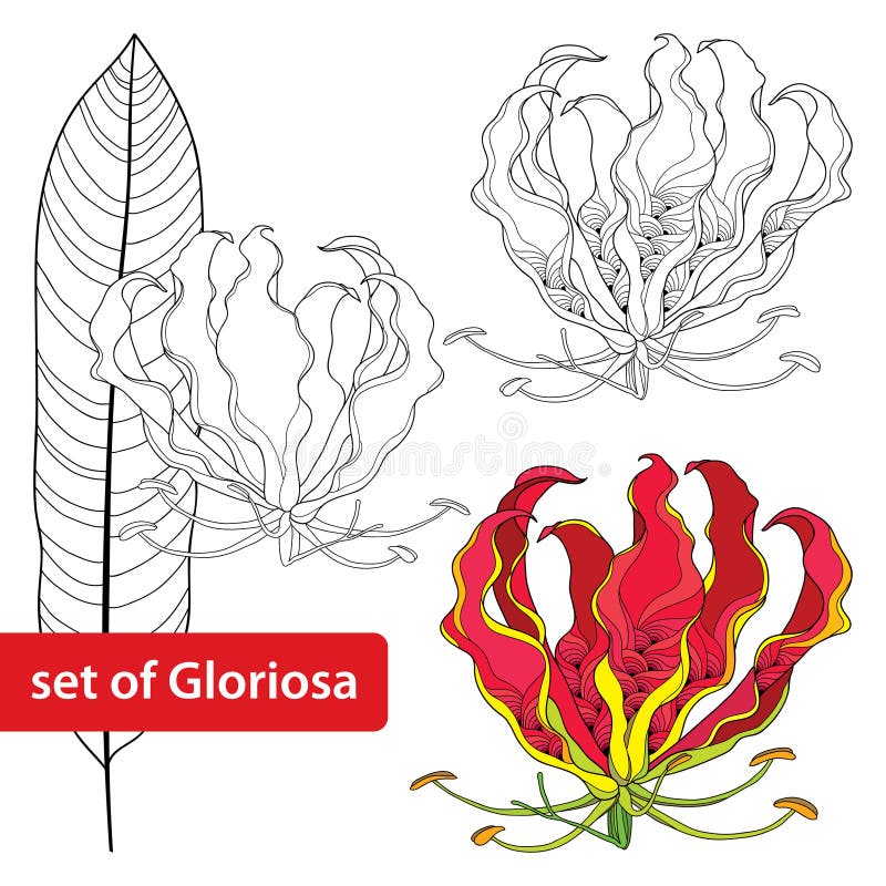 Grupo De Superba De Gloriosa Ou Lírio Da Chama, Flor Tropical E Folha Isolado No Fundo Branco Planta Venenosa Ilustração do Vetor - Ilustração de isolado, arte: 67912588 Grupo De Superba De Gloriosa Ou Lírio Da Chama, Flor Tropical E Folha Isolado No Fundo Branco Planta Venenosa Ilustração do Vetor - Ilustração de isolado, arte: 67912588