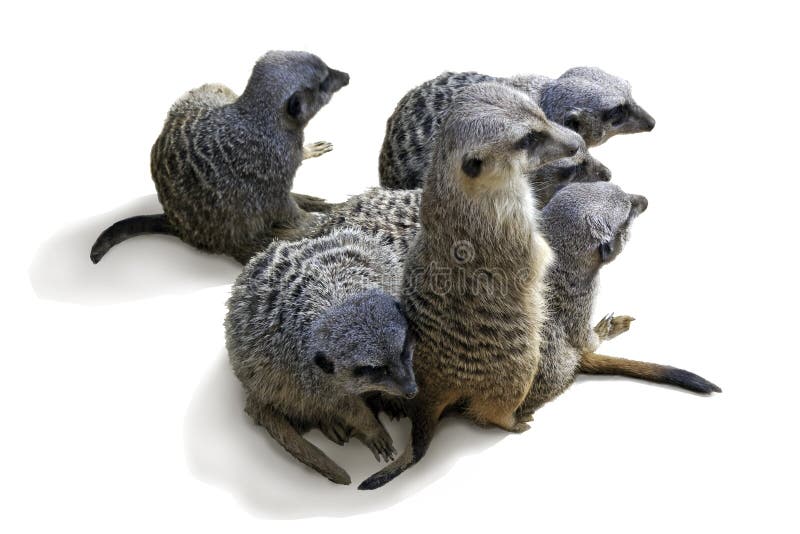 Grupo de suricate foto de archivo libre de regalías Grupo de suricate foto de archivo libre de regalías