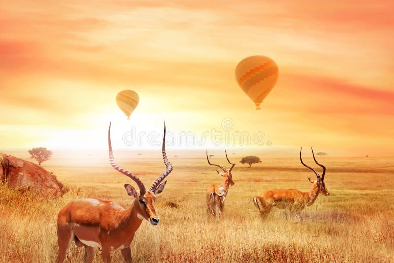 Grupo de thomsonii africano de Eudorcas de los antílopes en la sabana africana contra una puesta del sol hermosa y los balones de fotografía de archivo Grupo de thomsonii africano de Eudorcas de los antílopes en la sabana africana contra una puesta del sol hermosa y los balones de fotografía de archivo