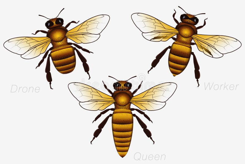 Grupo de três Honey Bees Rainha e trabalhador e zangão detalhado ilustração do vetor Grupo de três Honey Bees Rainha e trabalhador e zangão detalhado ilustração do vetor