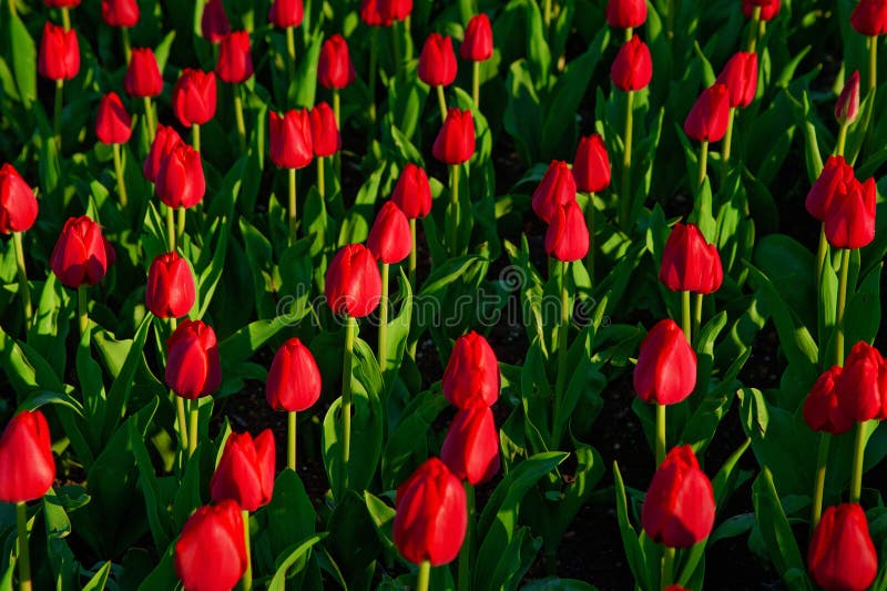 Grupo de tulipas vermelhas no parque Paisagem da mola fotografia de stock royalty free Grupo de tulipas vermelhas no parque Paisagem da mola fotografia de stock royalty free