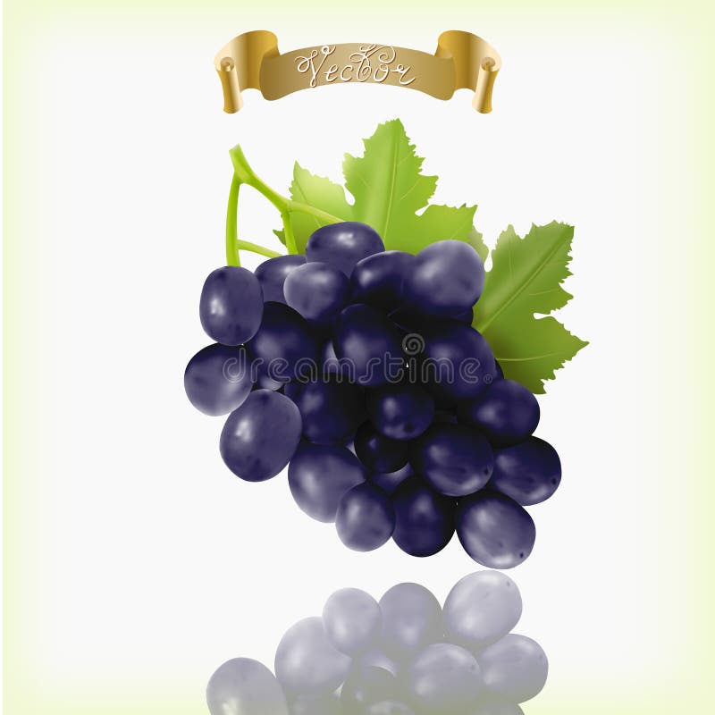 Grupo de uvas azuis, roxas, pretas de Isabella com as folhas da videira isoladas no fundo branco Realístico, fresco, natural ilustração do vetor Grupo de uvas azuis, roxas, pretas de Isabella com as folhas da videira isoladas no fundo branco Realístico, fresco, natural ilustração do vetor