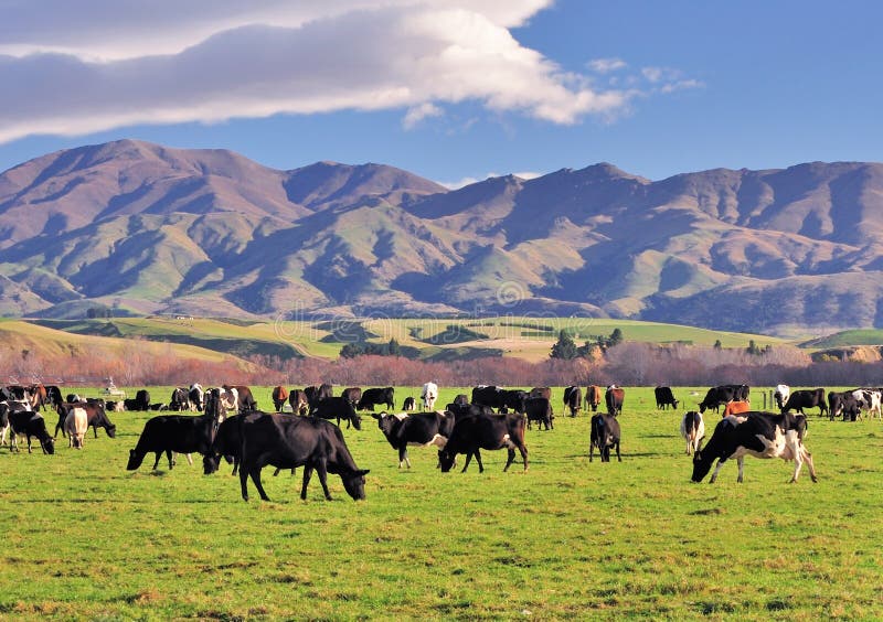 Grupo de vacas en un campo foto de archivo. Imagen de azul 29506848