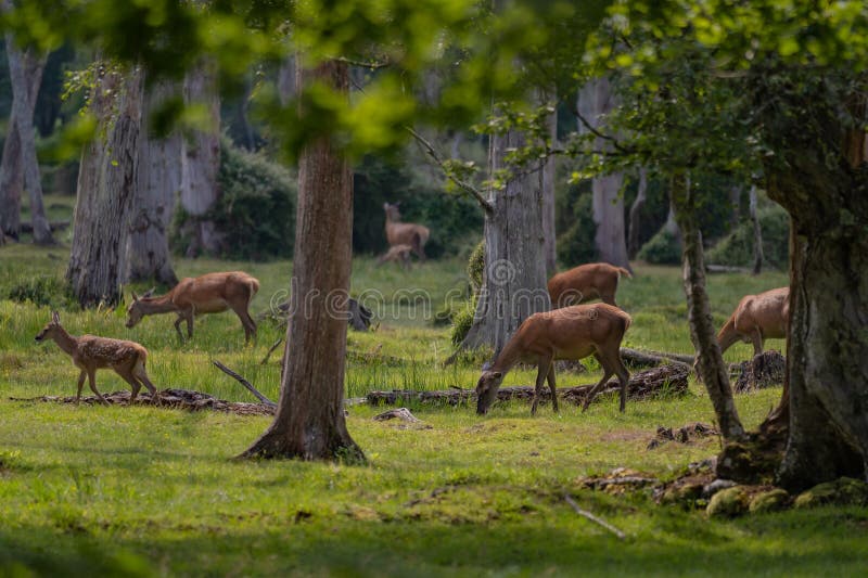 Grupo de venado común femenino sentado en el bosque y pastoreando la hierba. animales salvajes conocidos como cervus elaphus fotografía de archivo