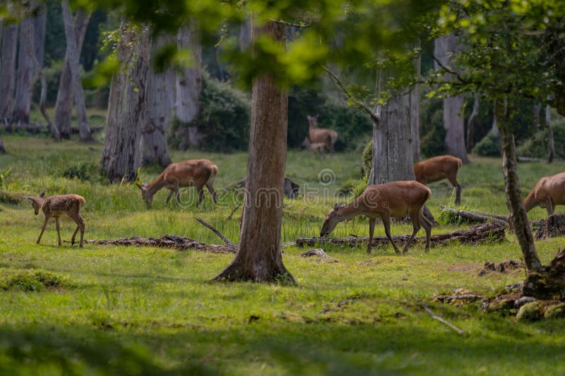 Grupo de venado común femenino sentado en el bosque y pastoreando la hierba. animales salvajes conocidos como cervus elaphus imagen de archivo libre de regalías