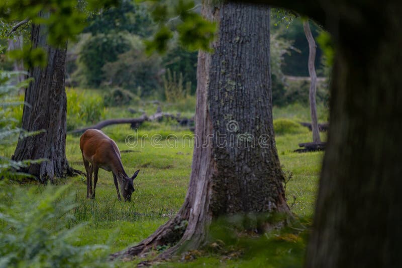 Grupo de venado común femenino sentado en el bosque y pastoreando la hierba. animales salvajes conocidos como cervus elaphus fotografía de archivo libre de regalías