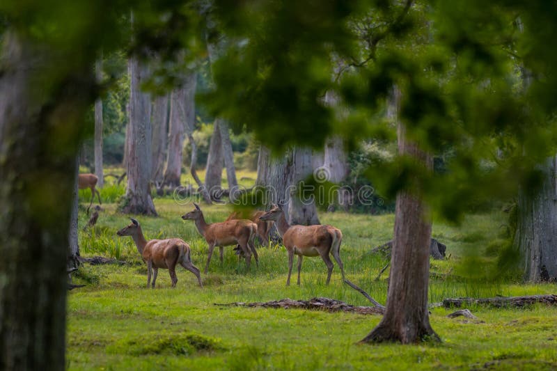 Grupo de venado común femenino sentado en el bosque y pastoreando la hierba. animales salvajes conocidos como cervus elaphus fotografía de archivo libre de regalías