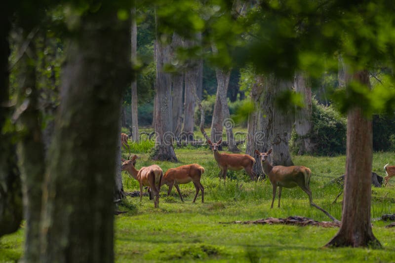 Grupo de venado común femenino sentado en el bosque y pastoreando la hierba. animales salvajes conocidos como cervus elaphus fotografía de archivo libre de regalías