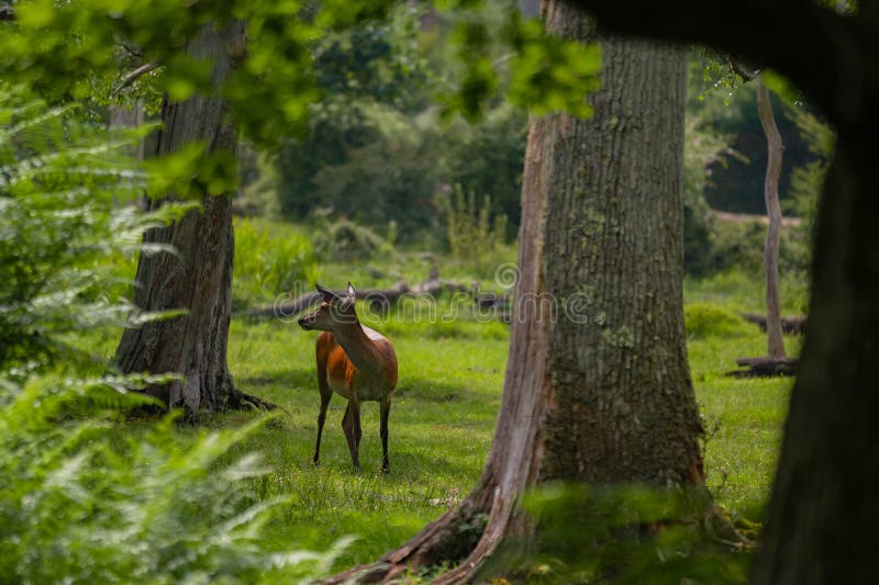 Grupo de venado común femenino sentado en el bosque y pastoreando la hierba. animales salvajes conocidos como cervus elaphus foto de archivo libre de regalías