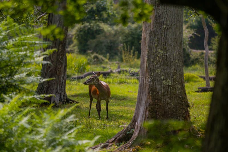 Grupo de venado común femenino sentado en el bosque y pastoreando la hierba. animales salvajes conocidos como cervus elaphus imagenes de archivo