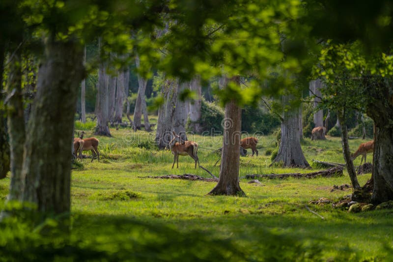 Grupo de venado común femenino sentado en el bosque y pastoreando la hierba. animales salvajes conocidos como cervus elaphus imágenes de archivo libres de regalías
