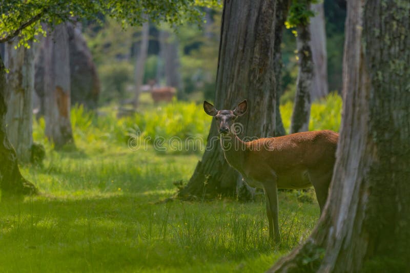 Grupo de venado común femenino sentado en el bosque y pastoreando la hierba. animales salvajes conocidos como cervus elaphus fotografía de archivo libre de regalías