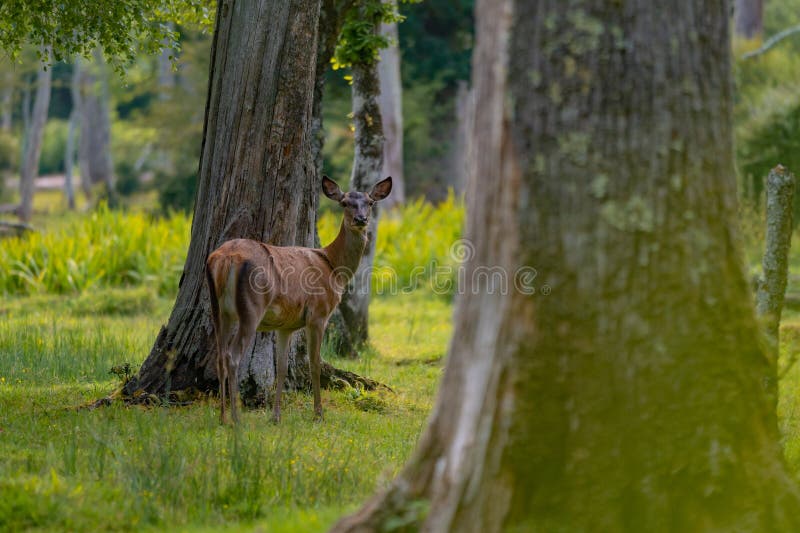 Grupo de venado común femenino sentado en el bosque y pastoreando la hierba. animales salvajes conocidos como cervus elaphus durante la temporada de verano