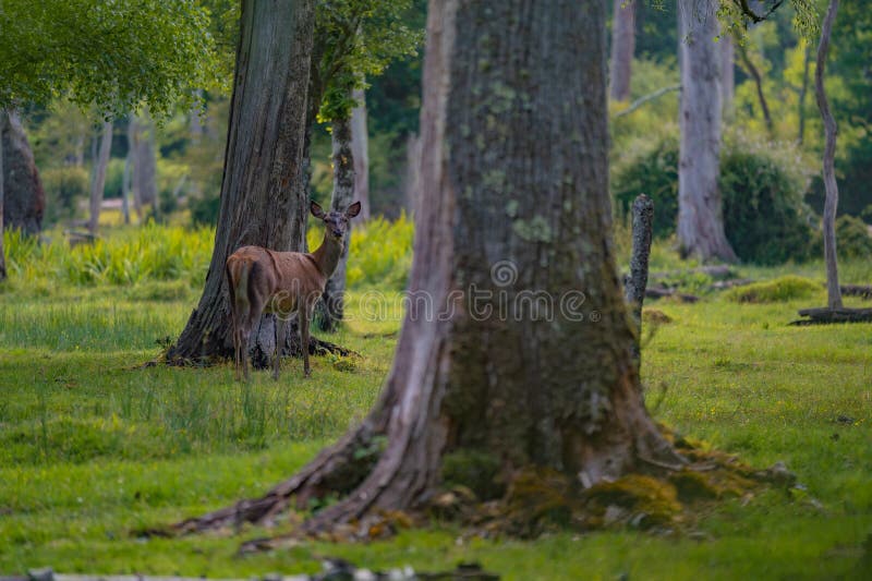 Grupo de venado común femenino sentado en el bosque y pastoreando la hierba. animales salvajes conocidos como cervus elaphus foto de archivo
