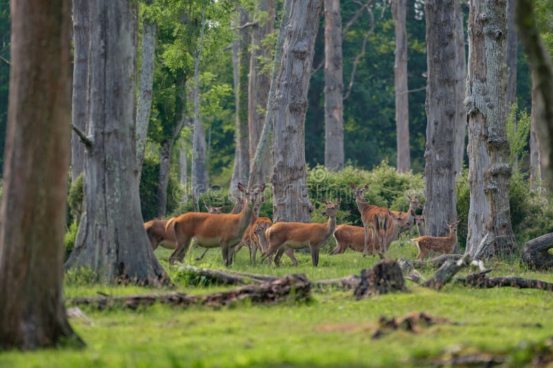 Grupo de venado común femenino sentado en el bosque y pastoreando la hierba. animales salvajes conocidos como cervus elaphus imagen de archivo libre de regalías
