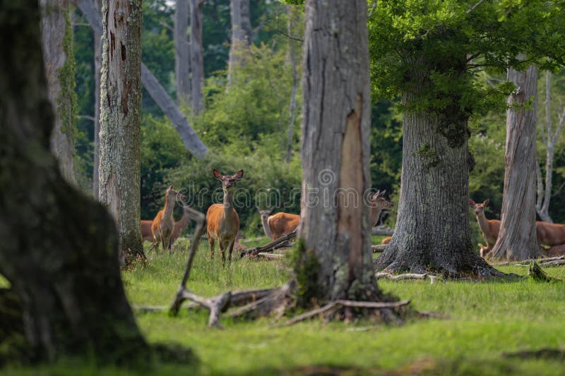 Grupo de venado común femenino sentado en el bosque y pastoreando la hierba. animales salvajes conocidos como cervus elaphus fotografía de archivo libre de regalías
