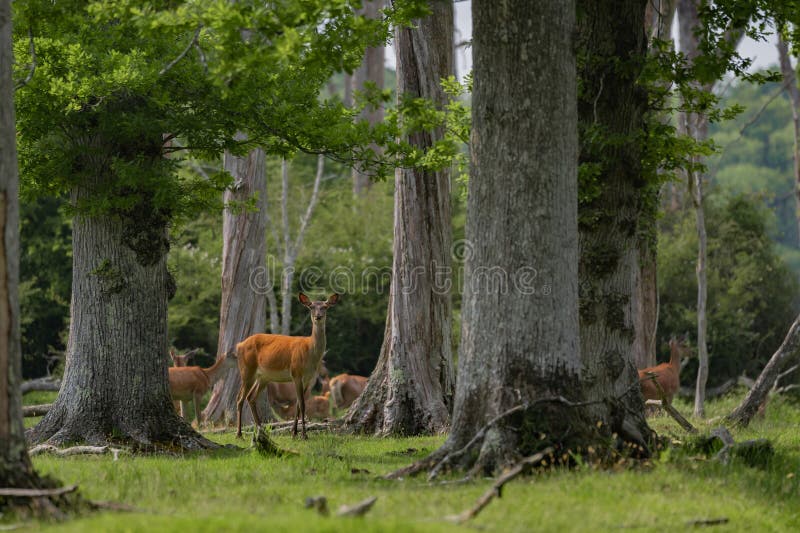 Grupo de venado común femenino sentado en el bosque y pastoreando la hierba. animales salvajes conocidos como cervus elaphus foto de archivo