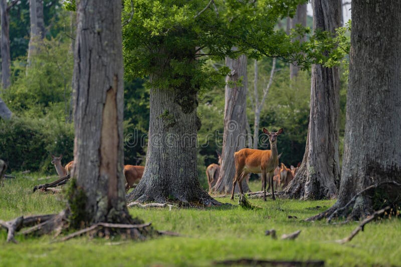 Grupo de venado común femenino sentado en el bosque y pastoreando la hierba. animales salvajes conocidos como cervus elaphus imagen de archivo libre de regalías
