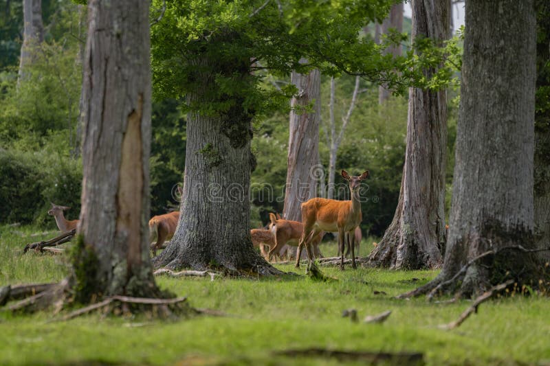 Grupo de venado común femenino sentado en el bosque y pastoreando la hierba. animales salvajes conocidos como cervus elaphus imagen de archivo