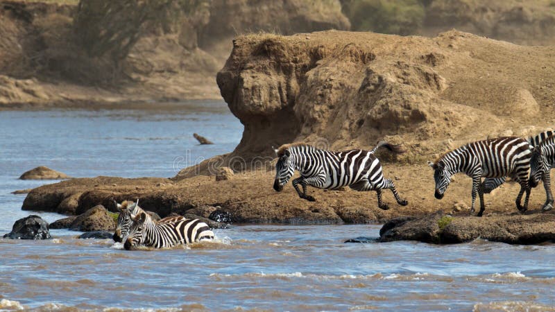 Grupo de zebras que cruzam o rio Mara