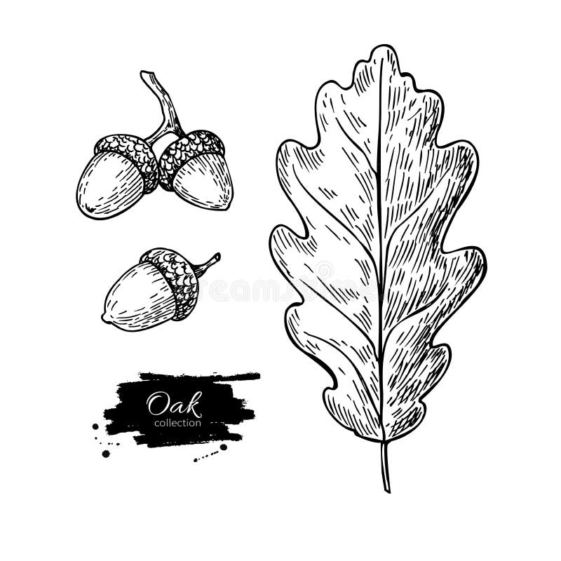 Grupo do desenho da folha e da bolota do carvalho do vetor Elementos do outono