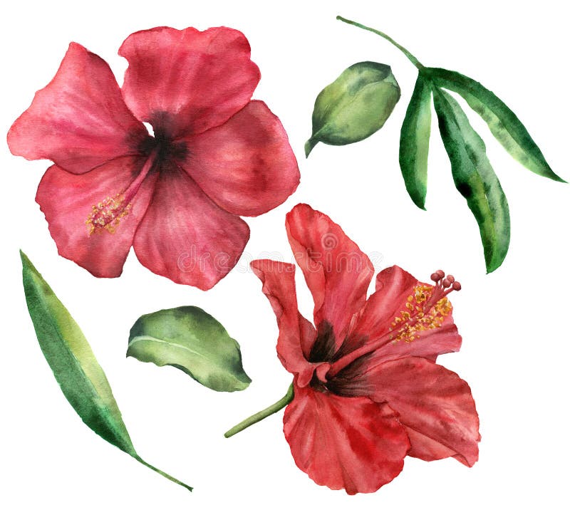 Grupo do hibiscus da aquarela Flores vermelhas pintados à mão e folhas das hortaliças isoladas no fundo branco Fundo floral abstr ilustração royalty free Grupo do hibiscus da aquarela Flores vermelhas pintados à mão e folhas das hortaliças isoladas no fundo branco Fundo floral abstr ilustração royalty free