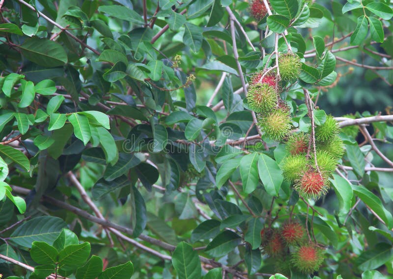 Grupo do lappaceum orgânico colorido do fruto ou do nephelium do rambutan que pendura no fundo da árvore da natureza fotos de stock Grupo do lappaceum orgânico colorido do fruto ou do nephelium do rambutan que pendura no fundo da árvore da natureza fotos de stock