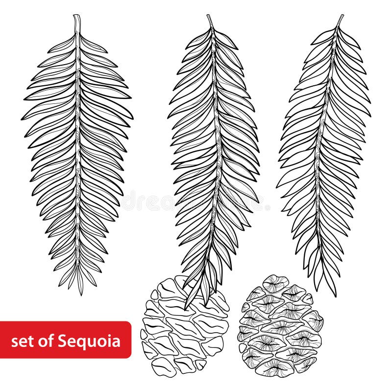 Grupo do vetor com a sequoia vermelha da sequoia ou de Califórnia do esboço no preto isolada no fundo branco Árvore conífera com ilustração royalty free Grupo do vetor com a sequoia vermelha da sequoia ou de Califórnia do esboço no preto isolada no fundo branco Árvore conífera com ilustração royalty free