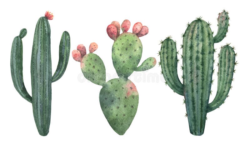 Cactos Vetores, Ilustrações e Cliparts para Projetos Criativos - 123RF