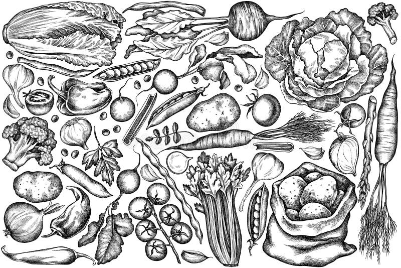 Vector set of hand drawn black and white onion, garlic, pepper, broccoli, radish, green beans, potatoes, cherry tomatoes, peas, celery, beet, greenery chinese cabbage cabbage carrot stock illustration. Vector set of hand drawn black and white onion, garlic, pepper, broccoli, radish, green beans, potatoes, cherry tomatoes, peas, celery, beet, greenery chinese cabbage cabbage carrot stock illustration