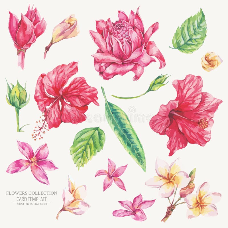 Grupo do vetor de elementos naturais tropicais florais do vintage ilustração royalty free Grupo do vetor de elementos naturais tropicais florais do vintage ilustração royalty free