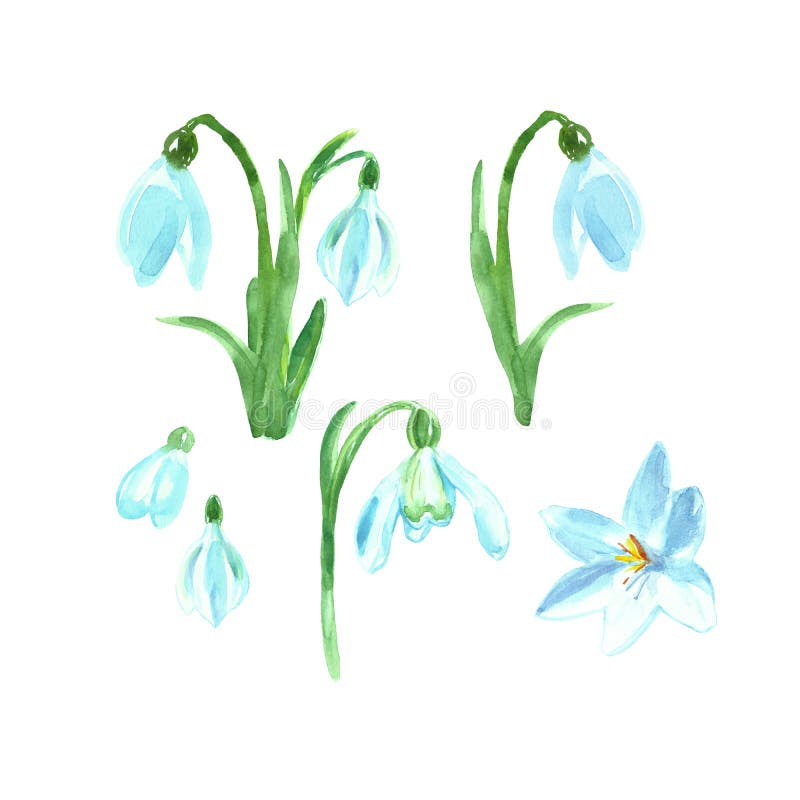 Grupo floral da aquarela com flores da mola Snowdrops pintados à mão ilustração royalty free Grupo floral da aquarela com flores da mola Snowdrops pintados à mão ilustração royalty free