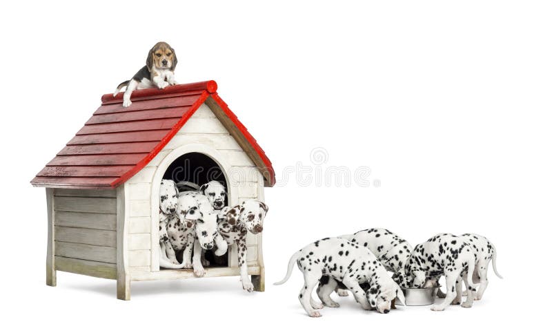 Grupo grande de perritos dálmatas que juegan y que comen alrededor de una perrera fotos de archivo Grupo grande de perritos dálmatas que juegan y que comen alrededor de una perrera fotos de archivo